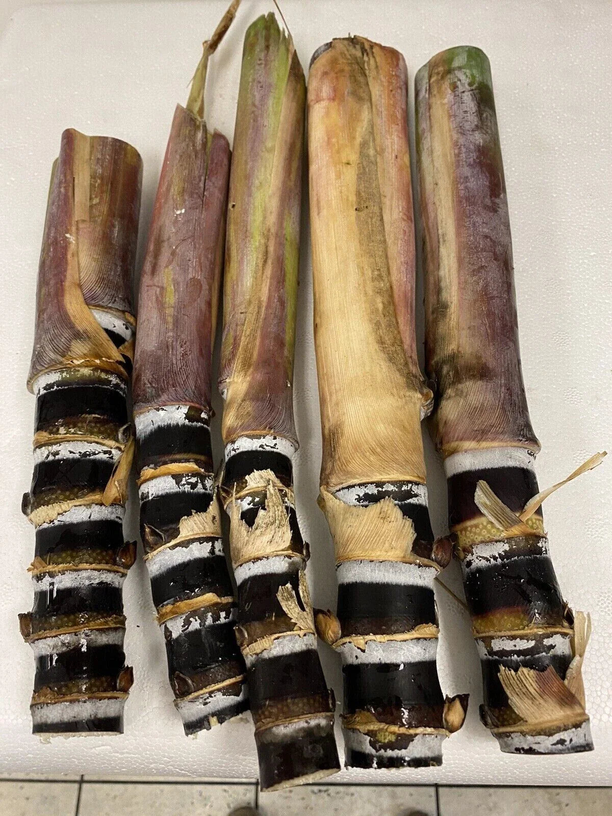 Rare Purple Sugarcane Cuttings - Heirloom Fresh Planting Stock - Saccharum officinarum - Tropical Garden, Syrups, Florida Grown