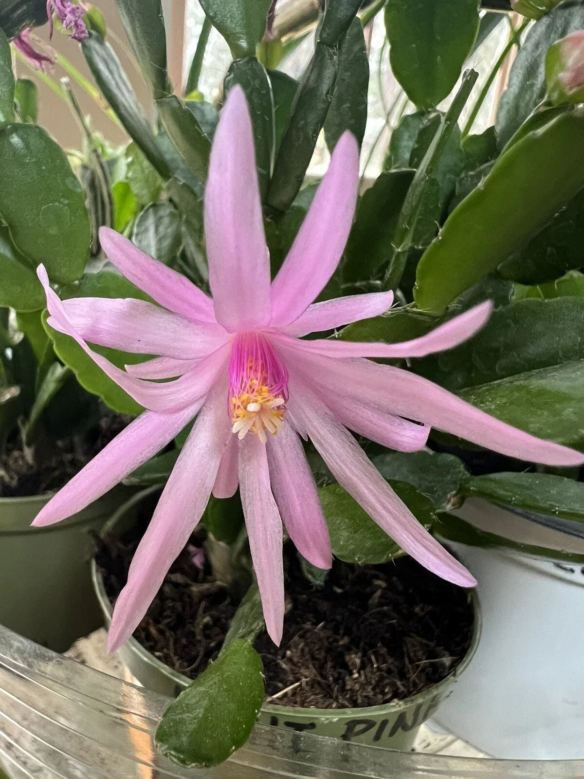 Easter Cactus Rhipsalidopsis Hatiora Light Pink Spring Sunrise Rooted Plant