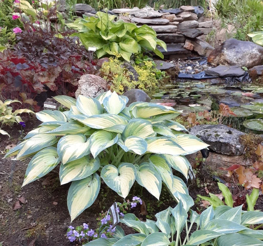 Hosta 'June' Starter Plant – Perennial Shade Plant, Blue-Green Foliage, Golden Margins, Hosta hybrid, 4-inch pot