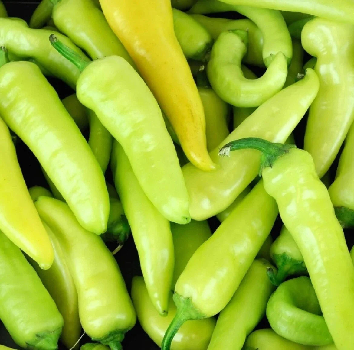 Hungarian Hot Wax Pepper Seeds - 25 Non-GMO Heirloom Capsicum annuum for Spicy Vegetables, Salsas & Sauces