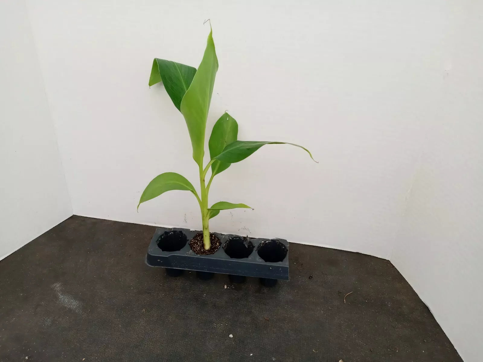 Banana Plant Starter 3-5 Inches Tall Musa acuminata 'Grand Nain' Organic Pesticide-Free Fast Growing