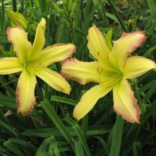 Spanish Fandango Daylily Bareroot Plants – Vibrant Multicolored Blooms – Hemerocallis 'Spanish Fandango' – Free Shipping