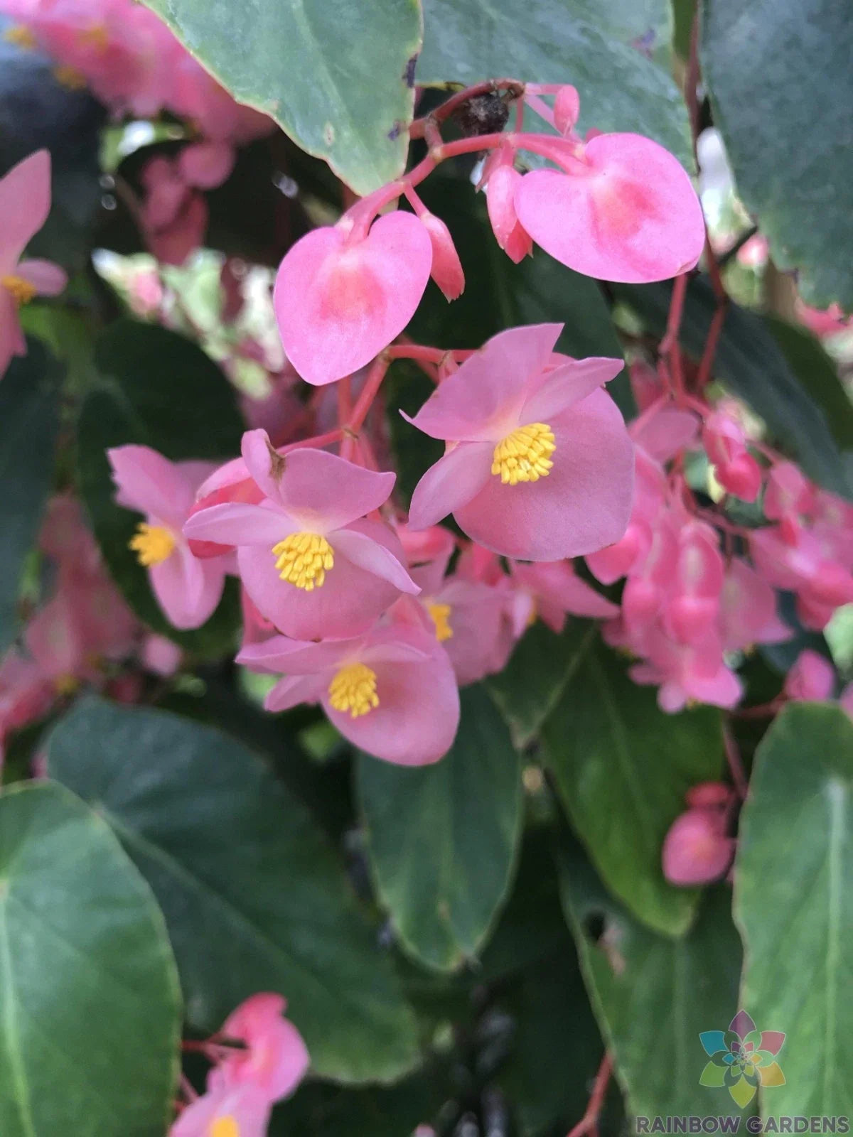 Torch Pink Begonia Seeds - 25+ Packets for Garden Planting - Begonia x tuberhybrida, Vibrant Pink Flowers, Easy to Grow