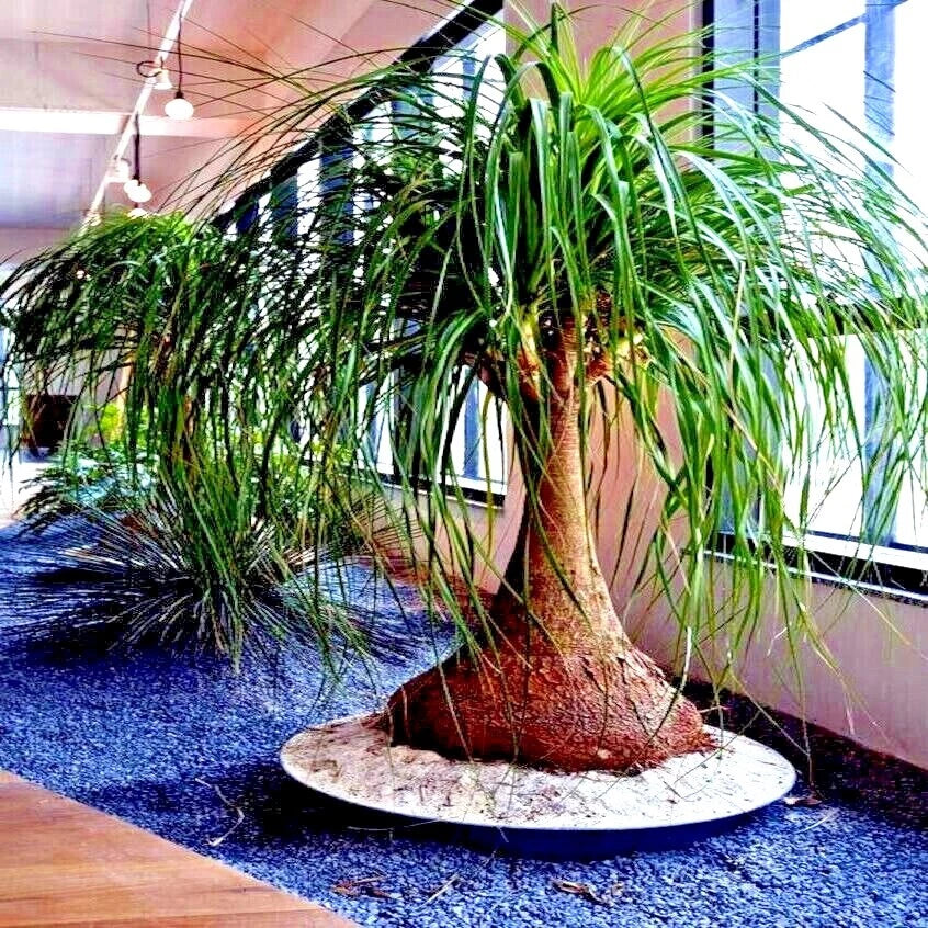 Ponytail Palm Seeds Beaucarnea recurvata Indoor Houseplant Tropical Plant for Indoor Gardening