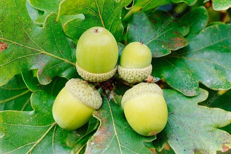 White Oak Acorn Seeds – 25 Premium Quercus alba Native Tree Seeds for Planting, Zone 4-8