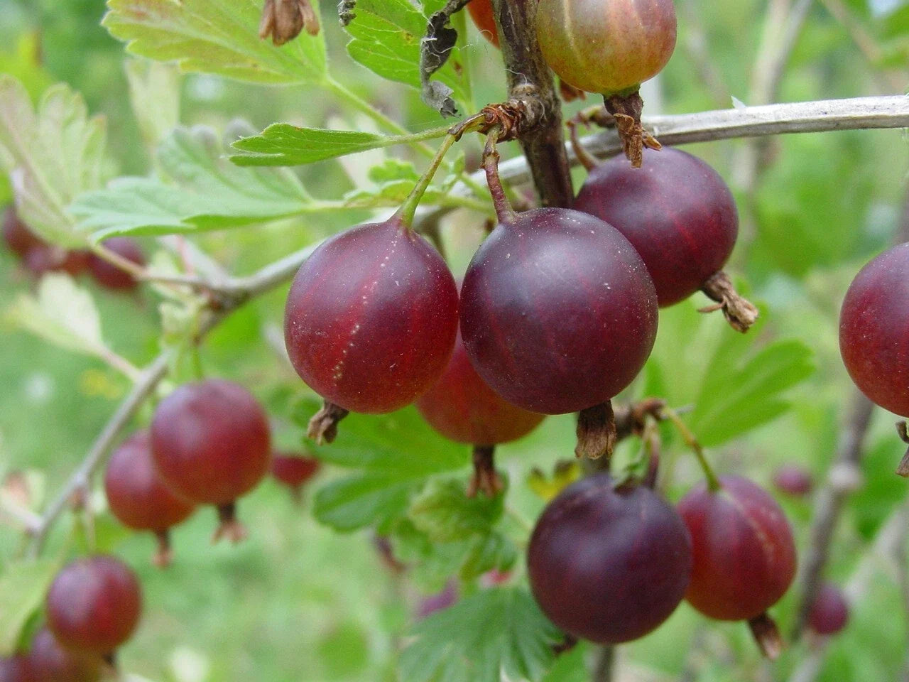 Pixwell Gooseberry Live Rooted Starter Plant – Edible Ribes uva-crispa Shrub for Zones 3-8