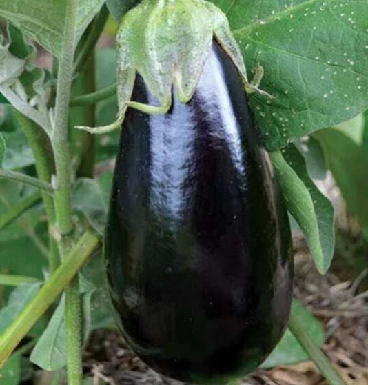 Florida Market Eggplant Seeds 50+ Pack | Solanum melongena for Asian Cuisine