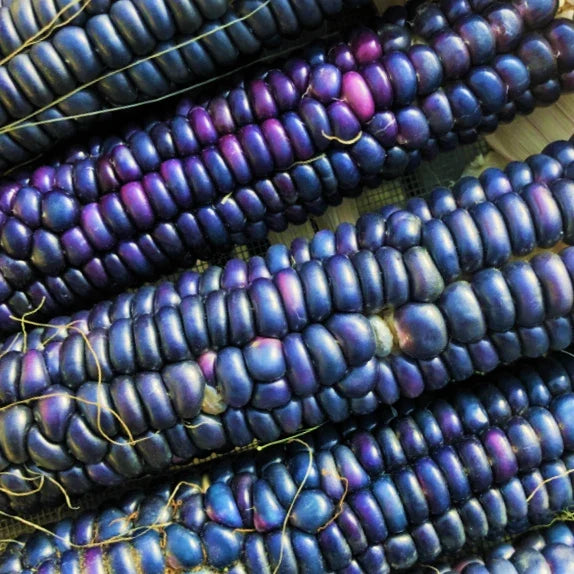 Rio Grande Blue Ornamental Corn Seeds | Heirloom Hopi Azul Flint Indian Dent | Non-GMO Zea mays for Gardens & Landscaping