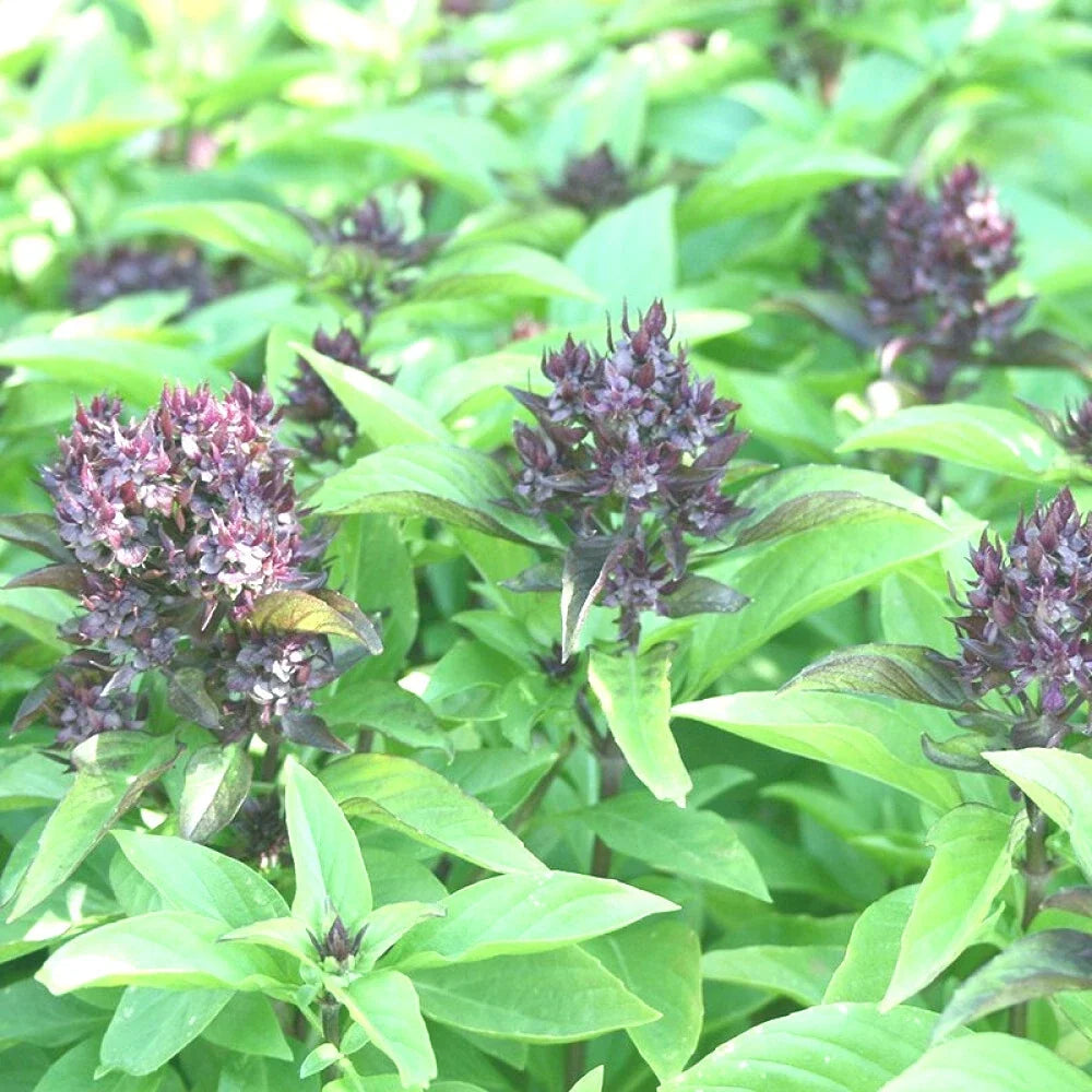 Siam Queen Basil Seeds - 100+ High Yielding Annual Herb - Ocimum basilicum for Culinary & Garden Use