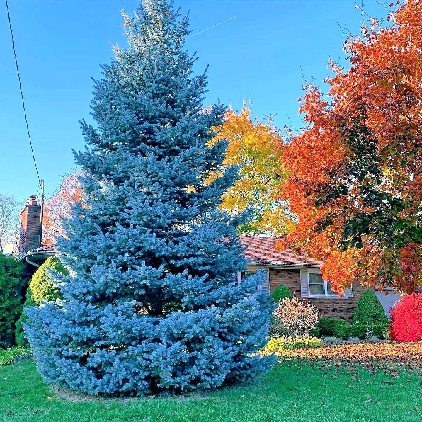 Colorado Blue Spruce Tree Seeds - Picea pungens Glauca - Cold Hardy Bonsai Plant for Home Gardening