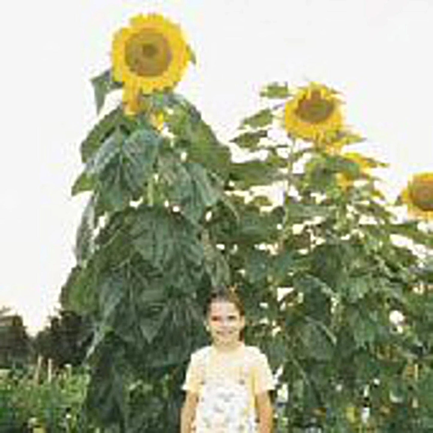 Sunflower Seeds Skyscraper Pack – Tall Helianthus annuus Non-GMO for Garden Planting