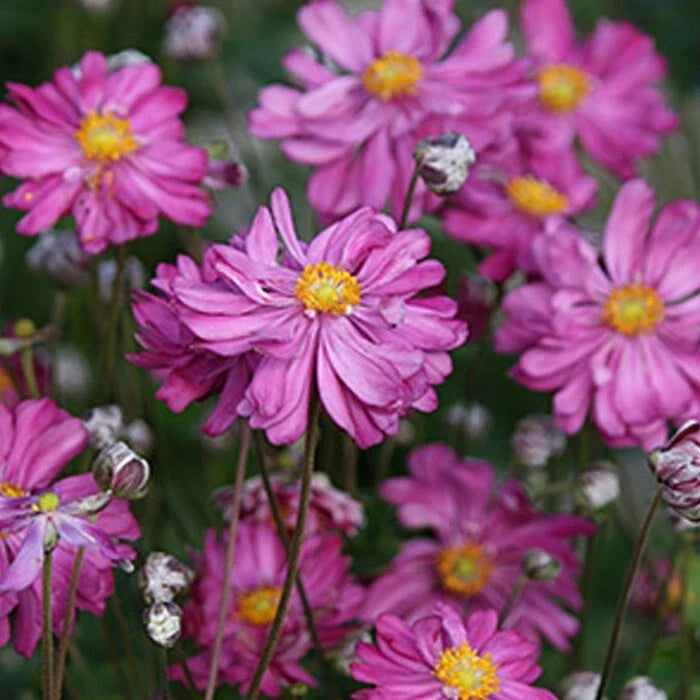Bare Root Japanese Anemone - Anemone hupehensis var. japonica - Dark Rose Flowers, Perennial, 10 Roots for Gardens