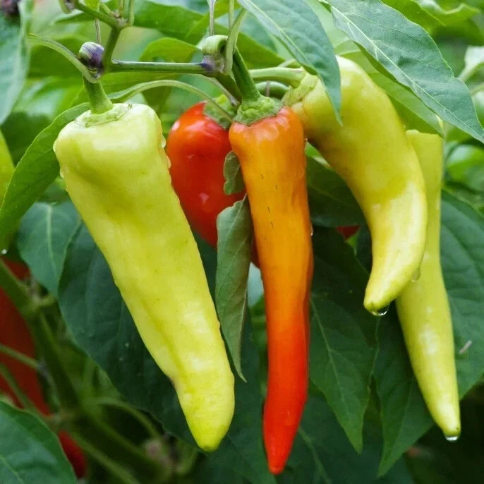Sweet Banana Pepper Seeds - 10 Pack, Capsicum annuum, Non-GMO Vegetable Seeds for Garden, Container, and Bed Planting