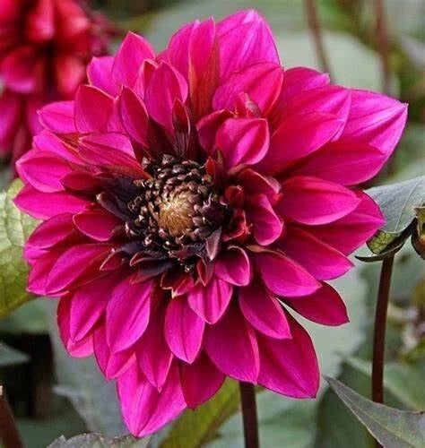 Dahlia Plant Bulb Tuber Live 'Purple Haze' Magenta Pink Red Flower Pollinator Friendly