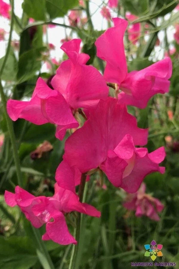 Josie Sweet Pea Seeds - 50 Premium Lathyrus odoratus Climbing Vine for Garden, Fragrant Blooms, Heirloom, Non-GMO, USA