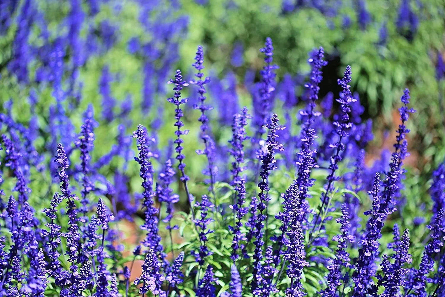 Blue Steel Sage Seeds - Salvia officinalis 'Blue Steel' Herb for Planting, Easy to Grow, Ornamental & Culinary Use