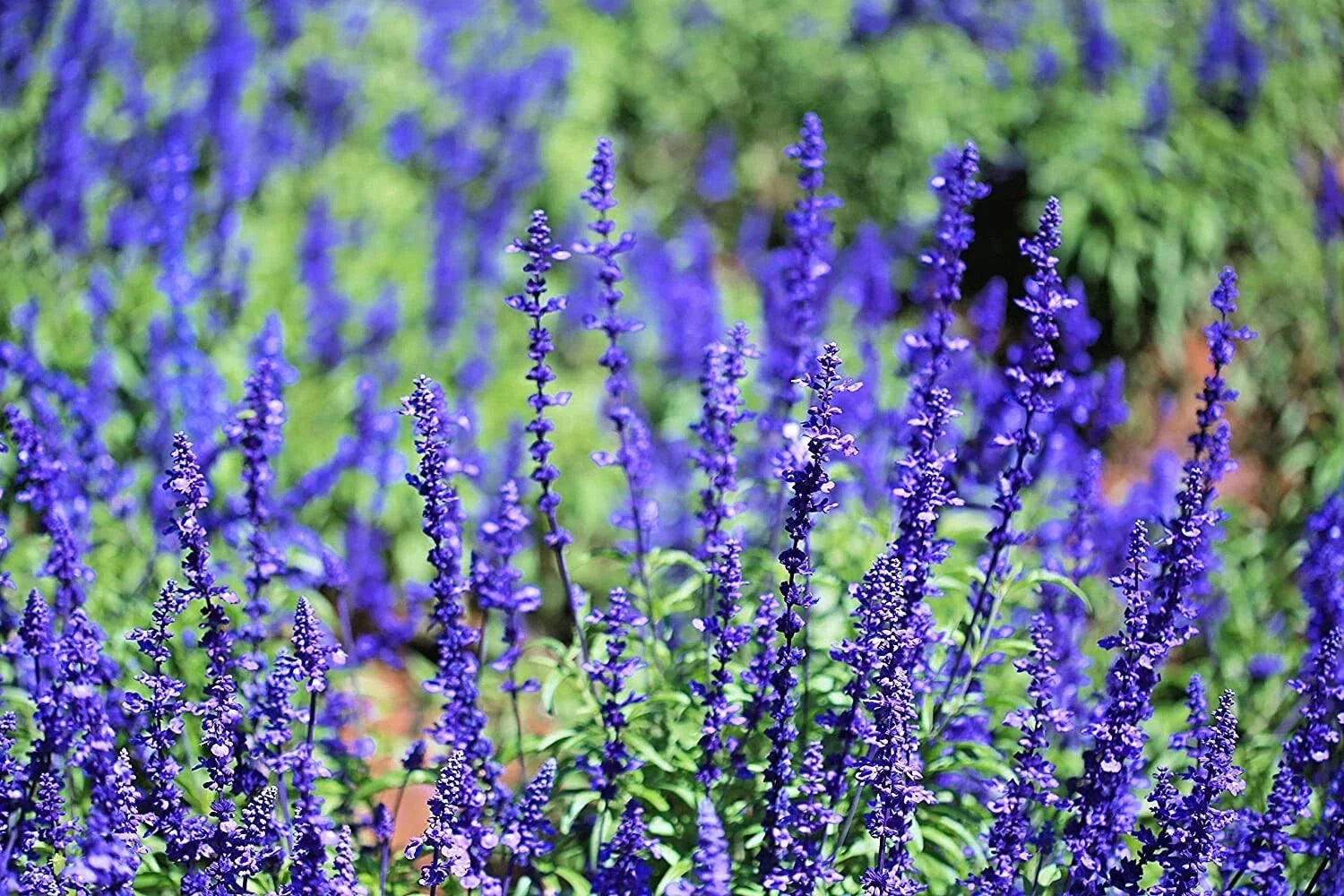 Blue Steel Sage Seeds - Salvia officinalis 'Blue Steel' Herb for Planting, Easy to Grow, Ornamental & Culinary Use