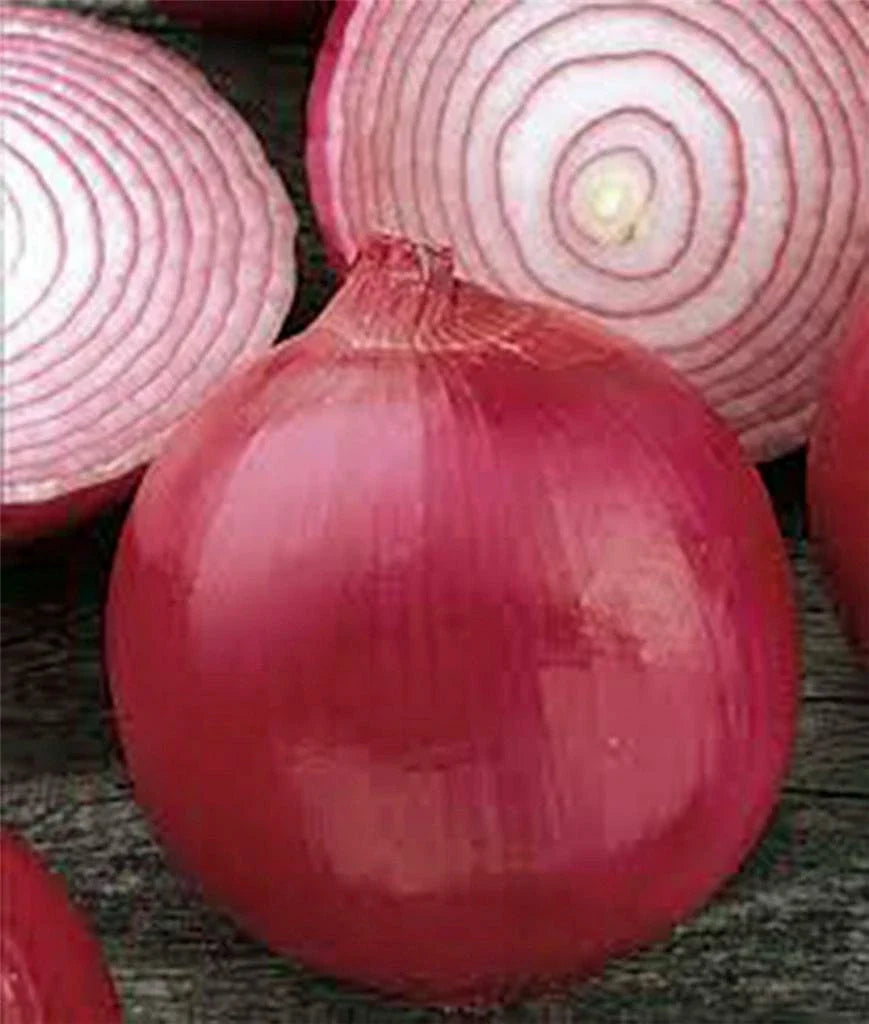 Onion Seeds 500 Count, Short Day Burgundy Red Heirloom, Non-GMO Allium cepa, Vegetable Garden Seeds