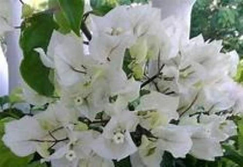 Bougainvillea Starter Plant Rijnstar White - Well Rooted Plug for Garden or Pot - Bougainvillea glabra