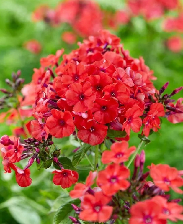 Red Volcano Phlox Seeds - 100+ Pack, Vibrant Red Flowers, Phlox paniculata, Perennial Garden Planting, USA