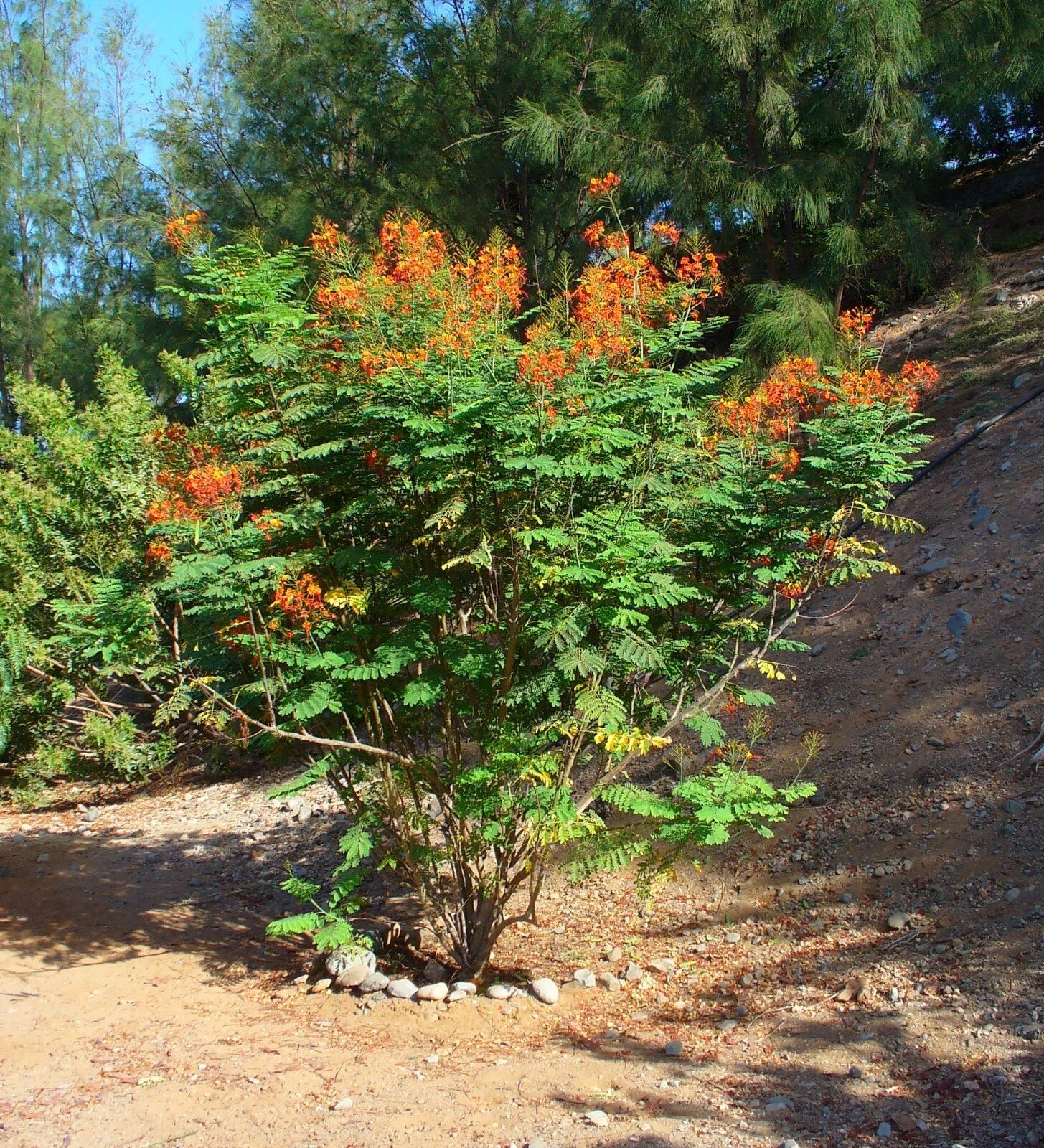 Pride of Barbados Seeds - Pack of 10 - Caesalpinia pulcherrima Tropical Flowering Plant for Gardens & Containers