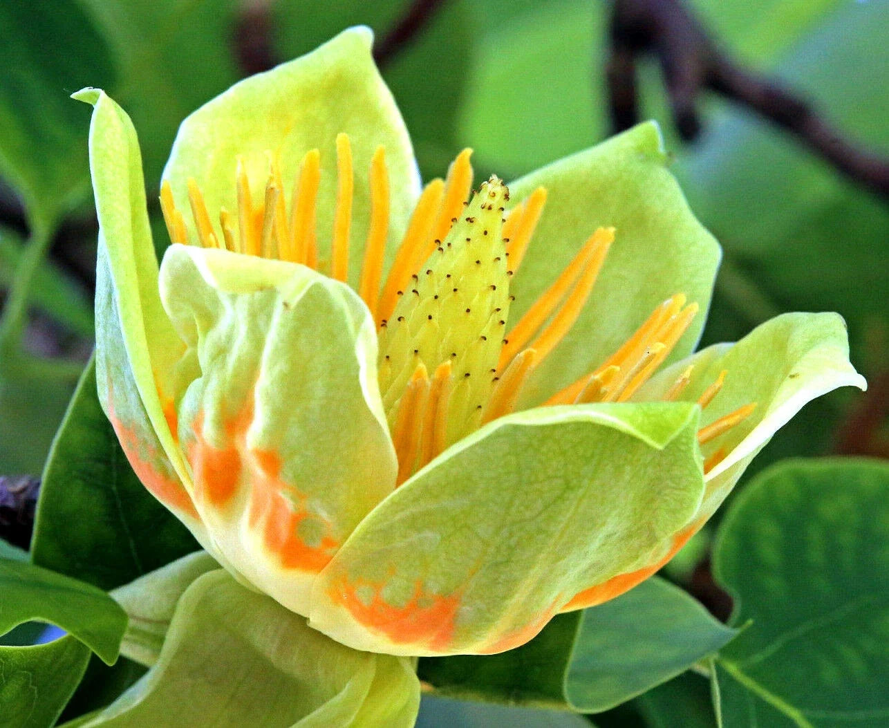 20 Tulip Poplar Seeds - Liriodendron tulipifera - Big Flowers, Fast-Growing Shade Tree, USA Grown