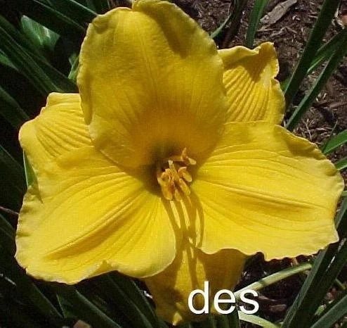 10 Daylily Plants - Sun Locket Bright Yellow Flowers - Hemerocallis - Clumping Perennial for Garden, Border, or Container