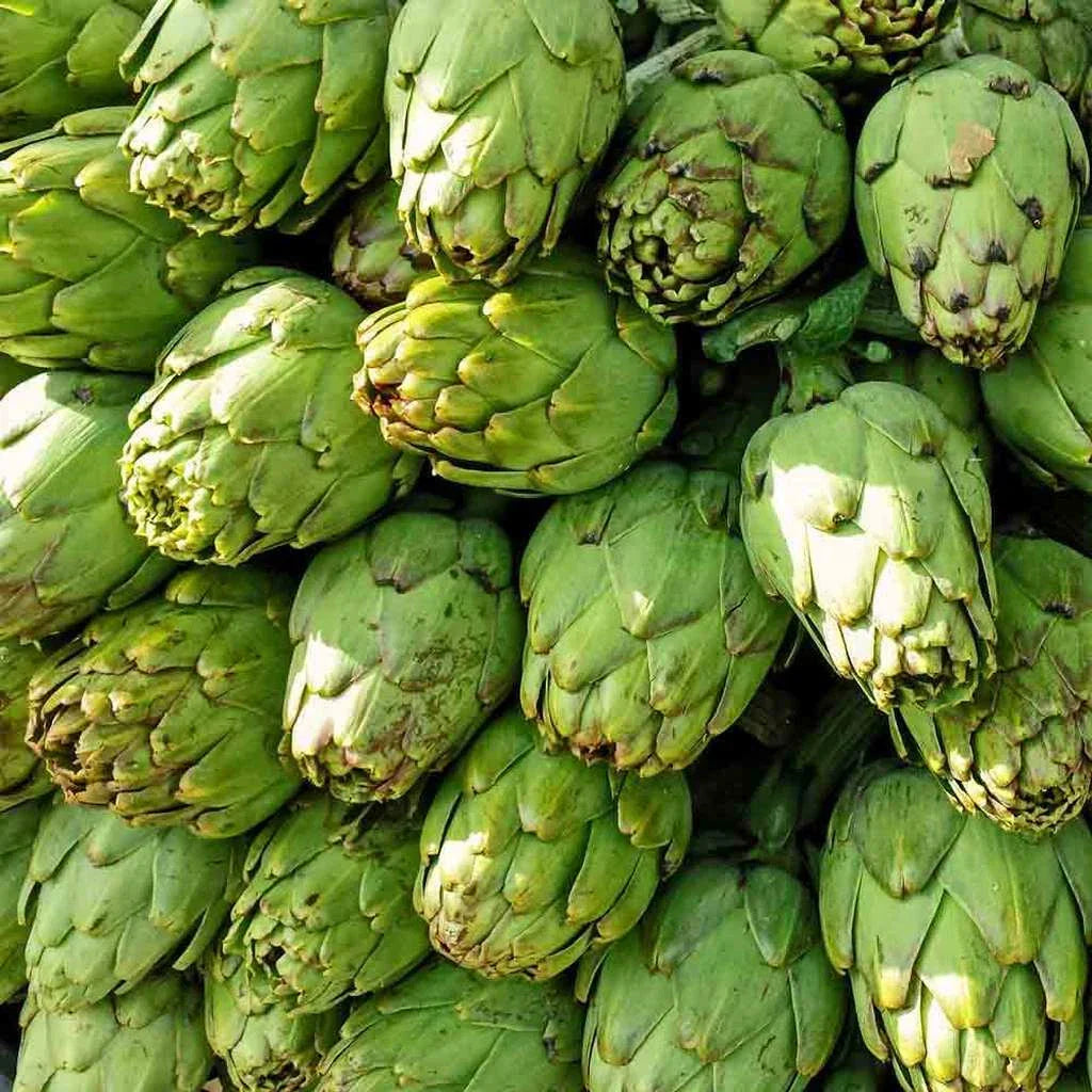 Artichoke Seeds 25 Pack Green Globe Non-GMO Vegetable Garden Seeds Cynara scolymus USA