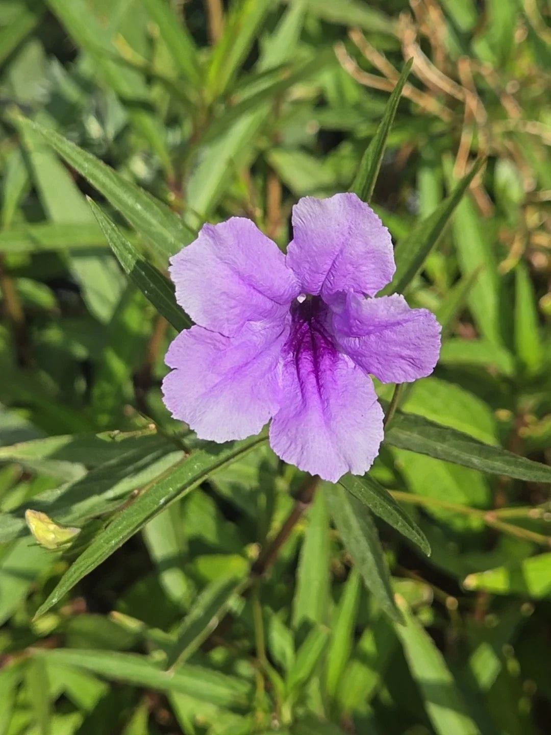 Mexican Petunia Cuttings - Organic Purple Flower Plants - Ruellia simplex - Perennial, Easy to Grow, Vibrant Pollinator Attracting Blooms