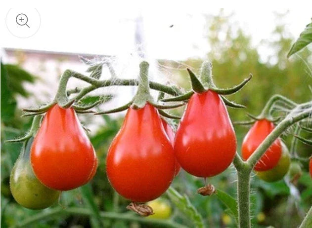 Red Pear Tomato Seeds - 100 Non-GMO Heirloom Seeds for Home Gardening
