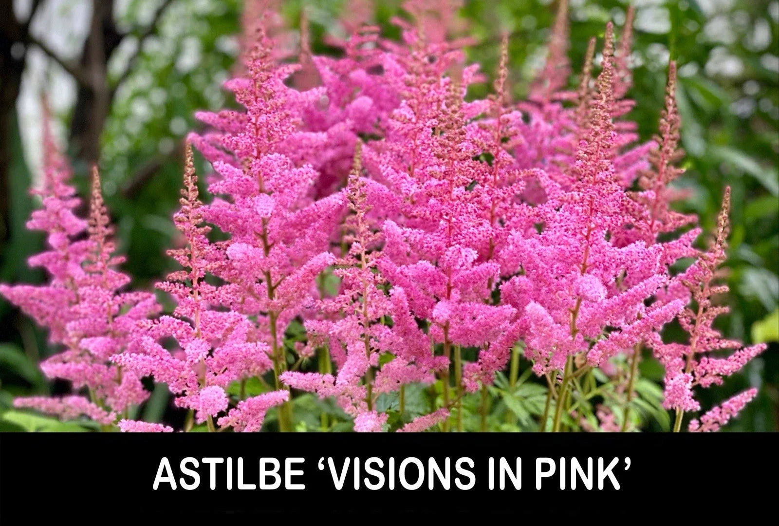 Astilbe Bare Root Starter Plants - 'Visions in Pink' - Shade Perennial - Astilbe × arendsii