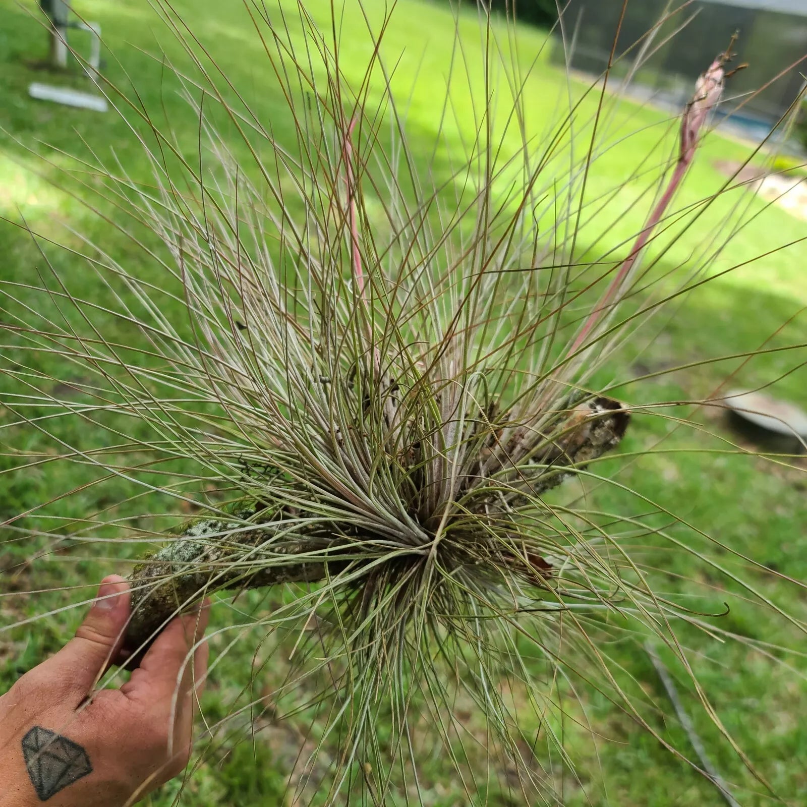 Tillandsia Bromeliad Air Plant Clumping Gray Bartramii - Pet Safe, Drought-Resistant, Indoor & Outdoor Perennial