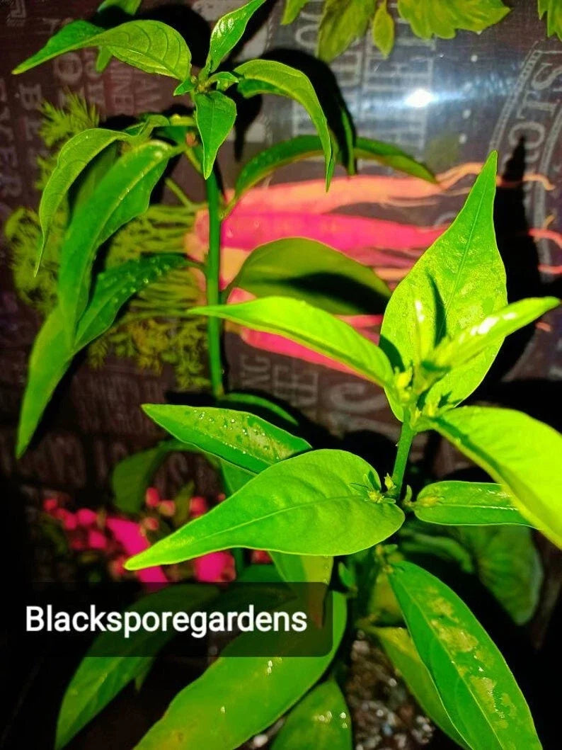 Night Blooming Jasmine Live Plant 1-10 Inch Container Cestrum nocturnum Fragrant White Flowers Indoor Outdoor