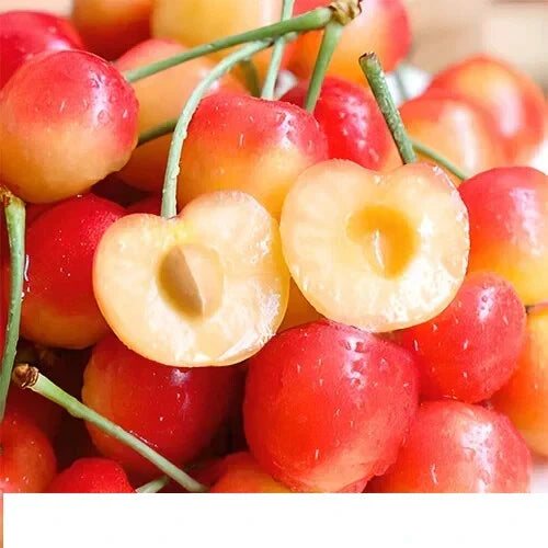 25 Fresh Rainier Cherry Tree Seeds - Sweet Red & Golden Yellow Prunus avium