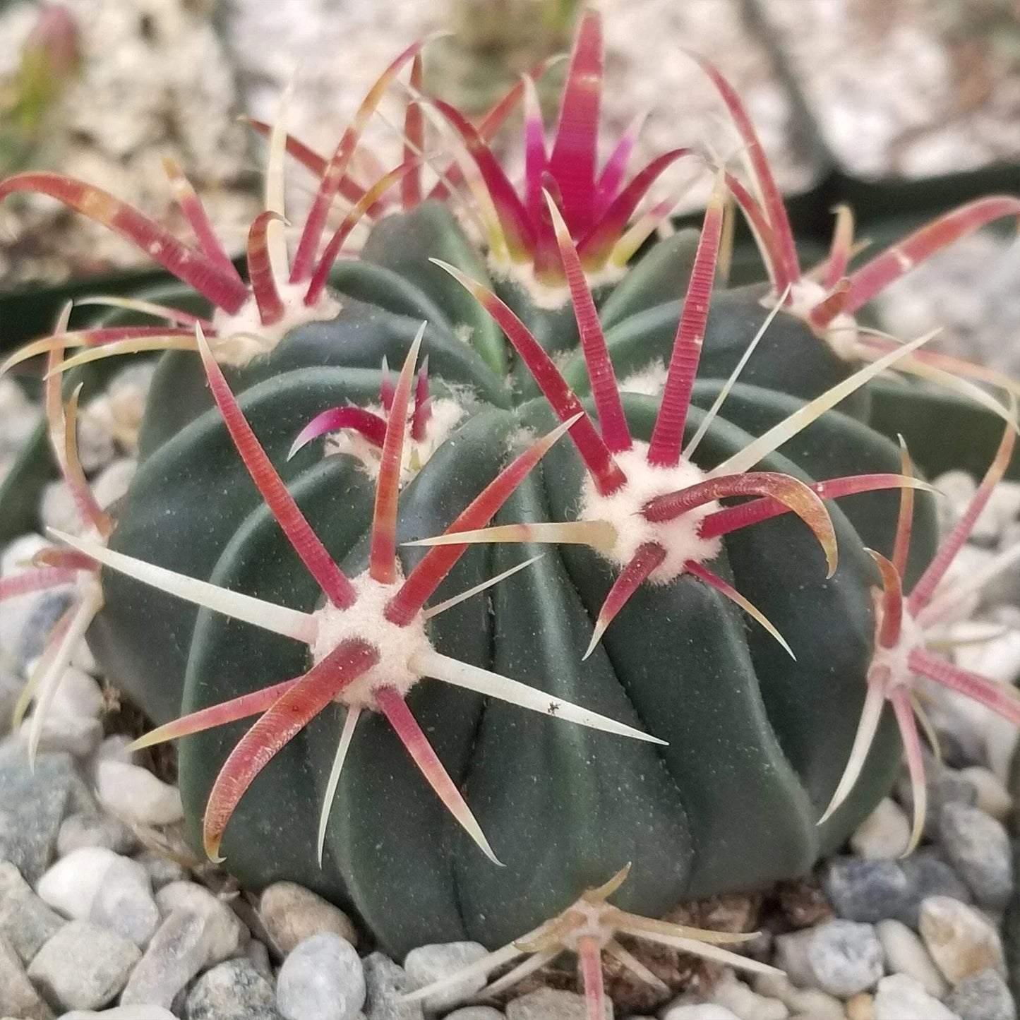 Devil's Tongue Cactus Live Succulent Plant | Ferocactus latispinus | Indoor Outdoor Decor | Drought-Resistant, Spiny Green Plant