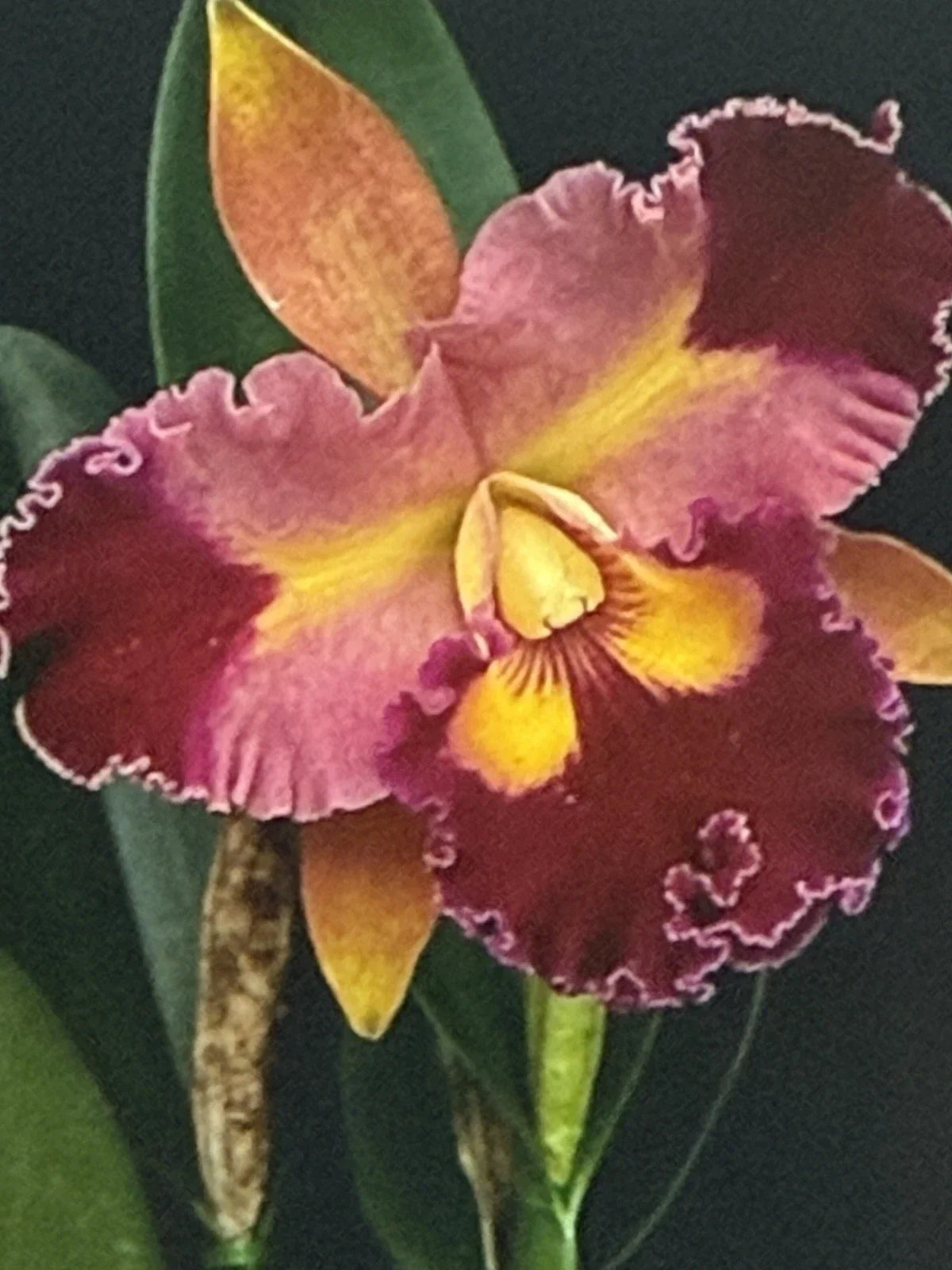Cattleya Orchid Plant Bare Root 2-3 Stems, Flowering Houseplant, Cattleya spp.