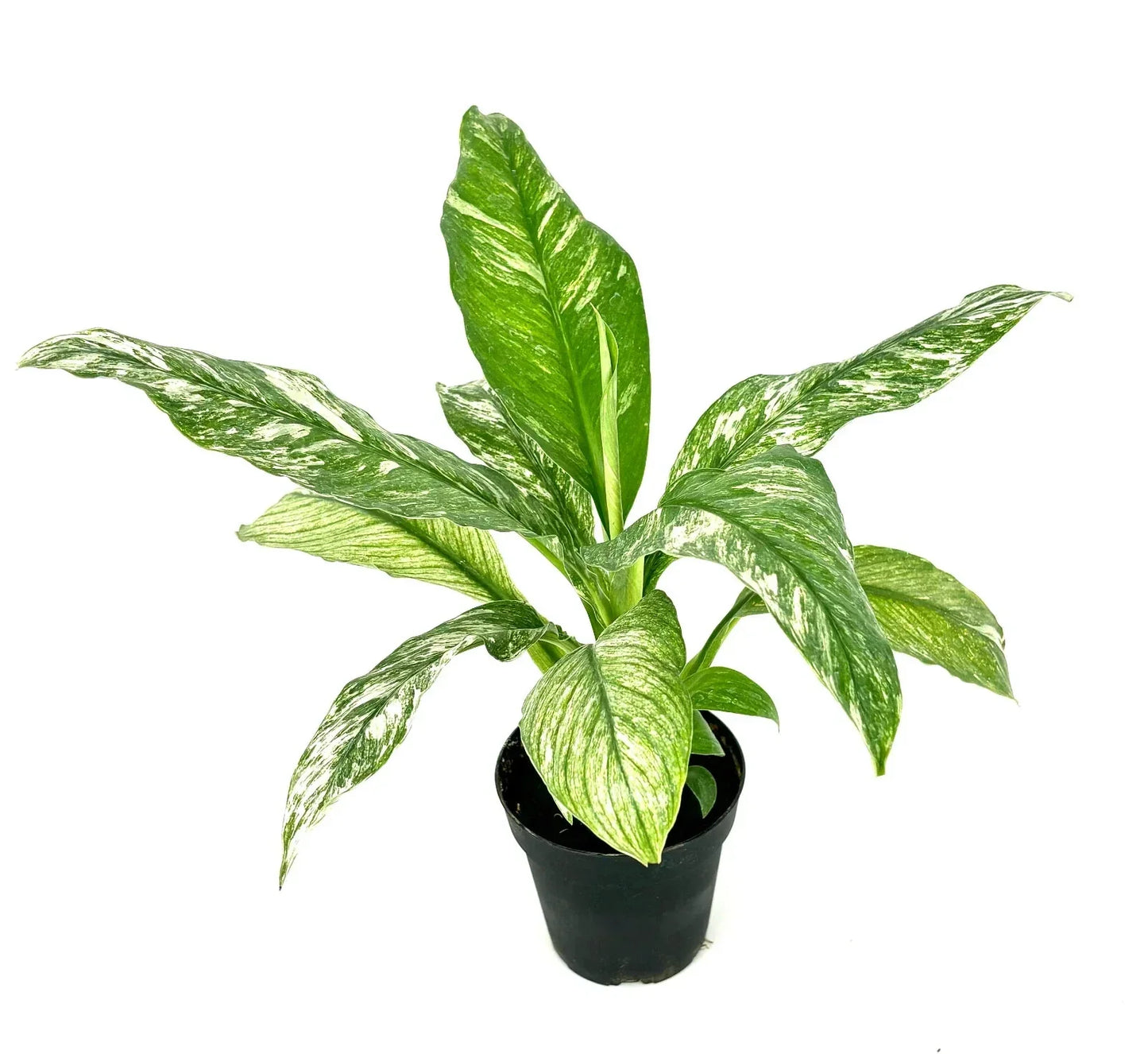 Variegated Peace Lily Plant in 3.5” Pot – Air Purifying Indoor Houseplant