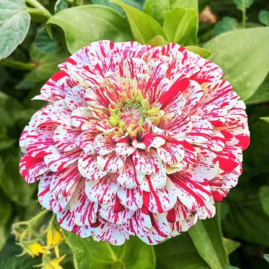 Peppermint Stick Zinnia Seeds - 100+ Zinnia elegans Annual Seeds - USA