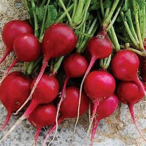 Organic Radish Seeds - Early Scarlet Globe Raphanus sativus, Non-GMO, Fast-Growing Edible Vegetable for Home Garden
