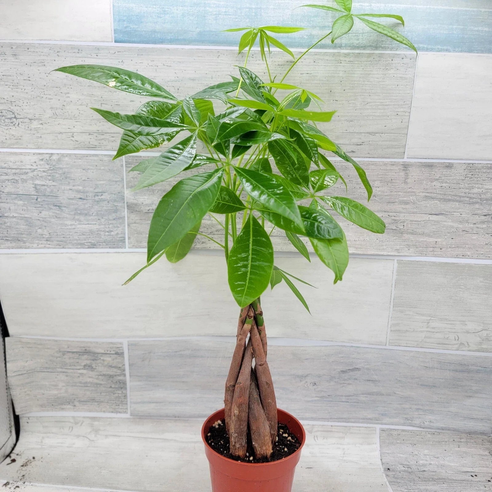 Money Tree Plant in 4" Pot, Pachira aquatica, Indoor Houseplant, Lucky Green Decor, Easy Care, Prosperity Gift