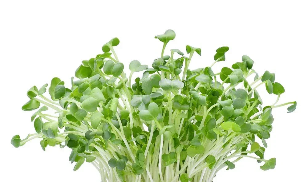 Alfalfa Microgreens Seeds - 250 Seeds - Medicago sativa - Easy Growing Nutritious Microgreens