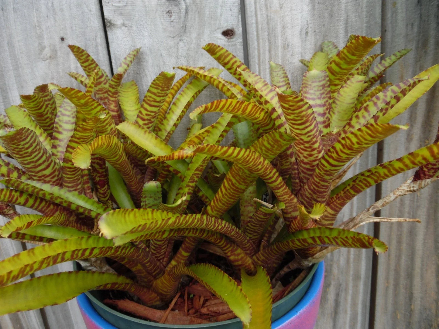 Neoregelia WILD TIGER X ZONATA Bromeliad Mini Plant – Vibrant Tropical Foliage, Compact, Indoor or Outdoor Decor