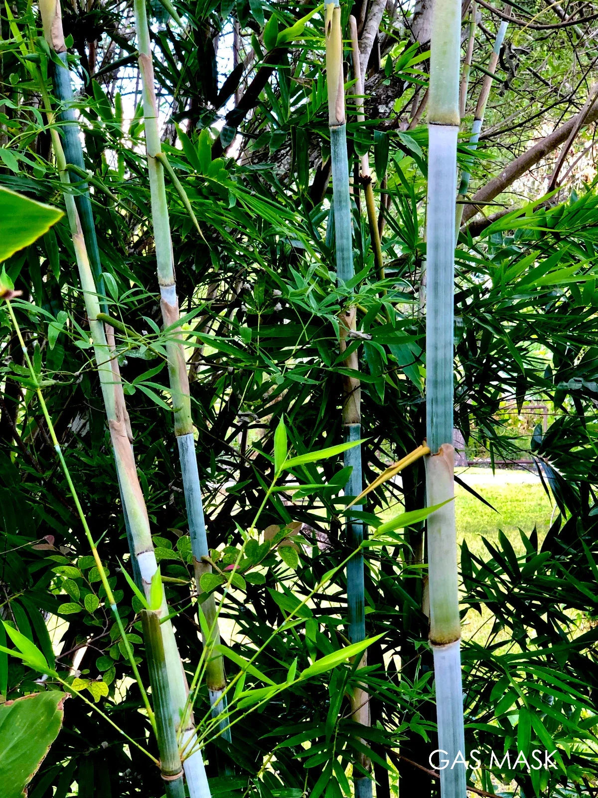 Tropical Blue Bamboo Rhizome, Clumping Bamboo, Blue Chungii, Bambusa vulgaris var. vulgaris, Live Plant