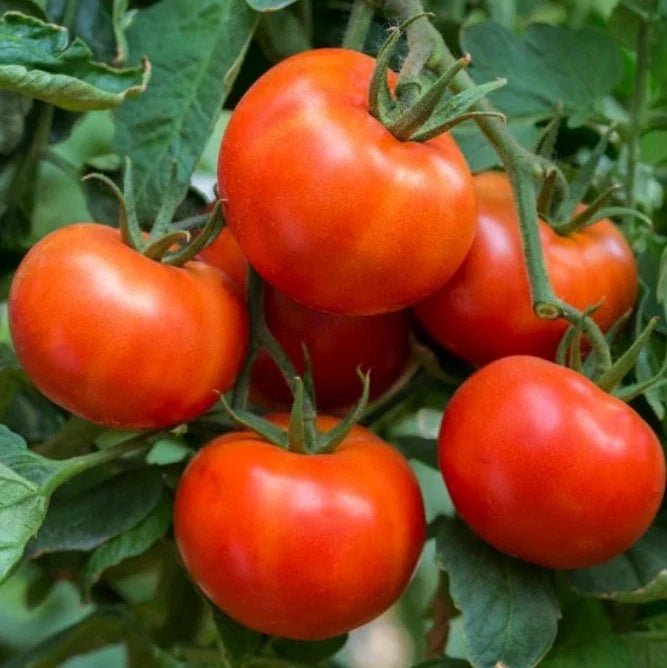 Tomato Seeds 60 Count Wisconsin 55 Heirloom Indeterminate Solanum lycopersicum Non-GMO Organic Gardening
