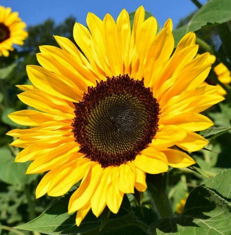 Bulk Sunflower Seeds for Planting | Large Black Oil Variety | Helianthus annuus | Tall, Upright Growth