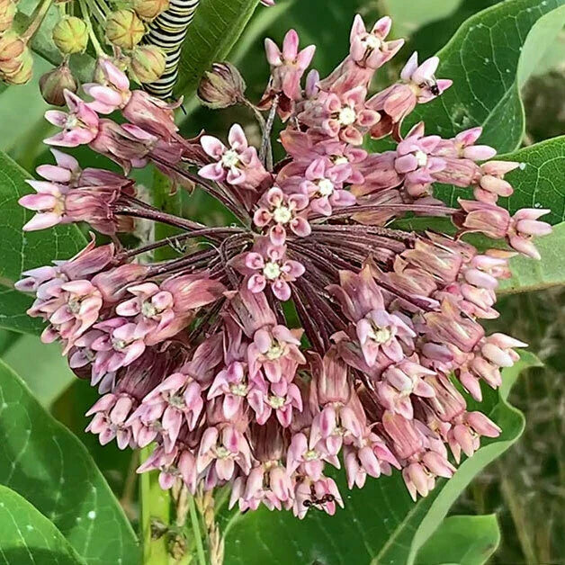 Common Milkweed Seeds 30+ Count | Asclepias Syriaca | Native Perennial Wildflower | USA Grown