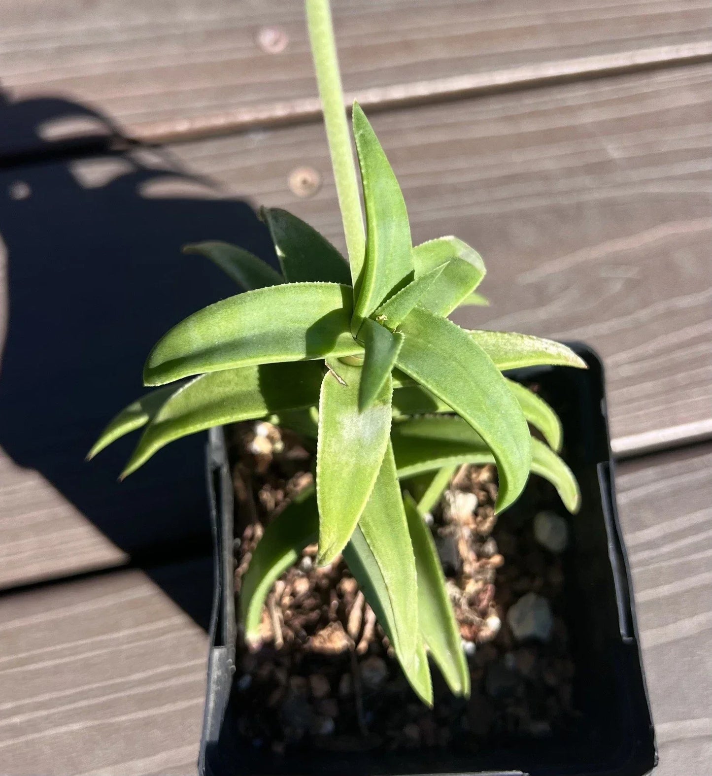 Aloe Pearsonii Hybrid Succulent Plant with Variegated Leaves and Vibrant Flowers - Low Maintenance Houseplant