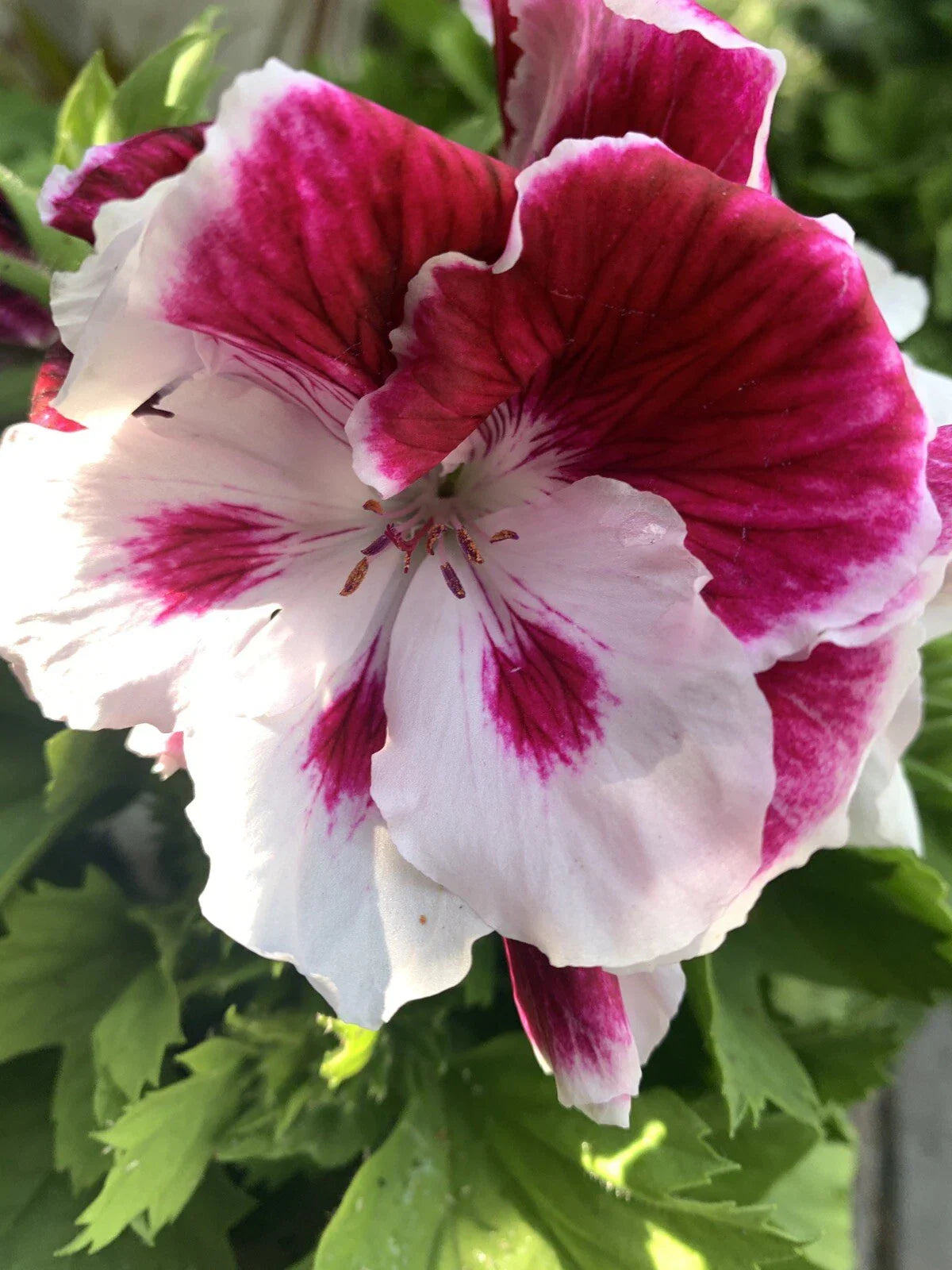 Geranium Live Plant 6 Inch White and Purple - Pelargonium spp.