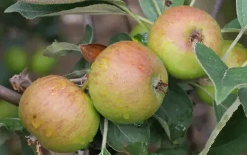 Stoke Red Apple Seeds - 25+ Count Heirloom Malus domestica Fruit Seeds for Garden Planting