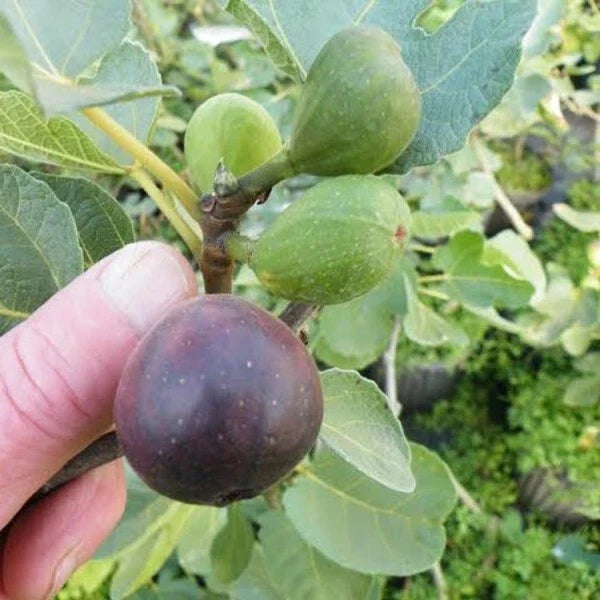 LSU Purple Fig Plant - Live Rooted Starter - Self-Pollinating Ficus carica - Edible Fruit for Zones 7-10